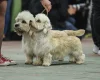Dandie Dinmont Terrier