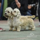 Dandie Dinmont Terrier