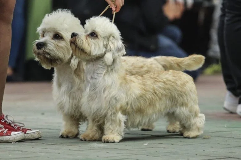 Dandie Dinmont Terrier