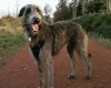 Deerhound
