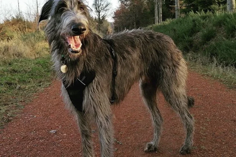 Deerhound