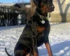 Doberman
