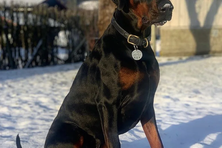 Doberman