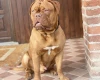 Dogue De Bordeaux