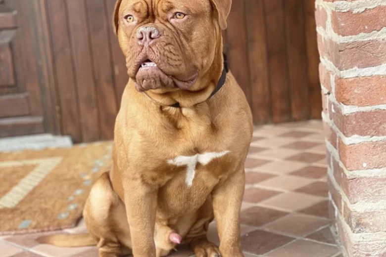 Dogue De Bordeaux