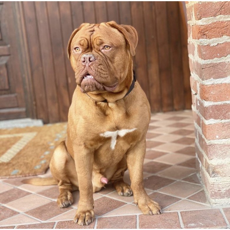 Dogue De Bordeaux