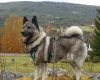 Norwegian Elkhound