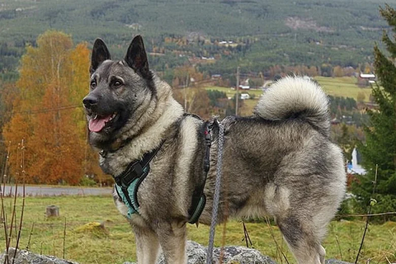 Norwegian Elkhound