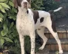 English Pointer