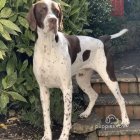 English Pointer