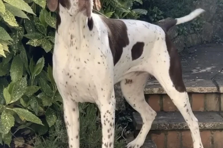 English Pointer