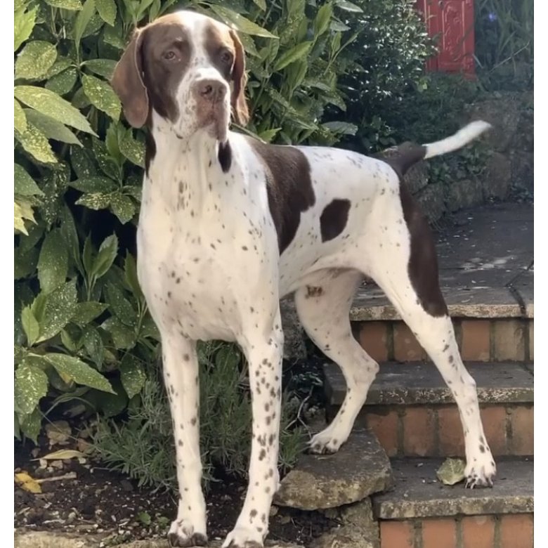 English Pointer