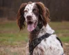 English Setter