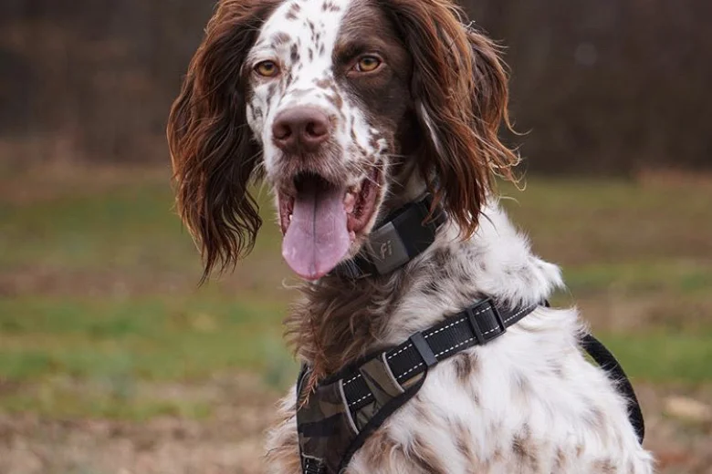English Setter