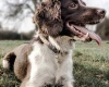 English Springer Spaniel