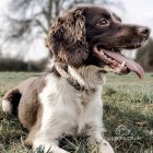 English Springer Spaniel