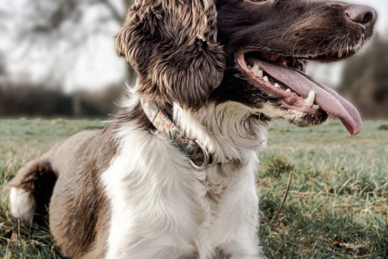 English Springer Spaniel