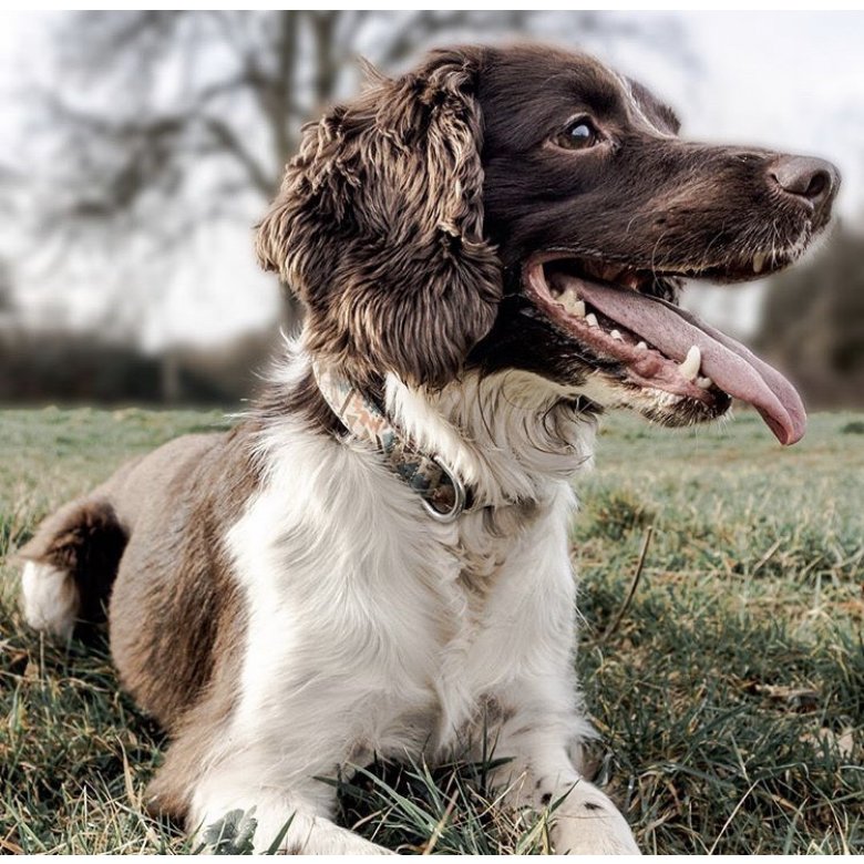 English Springer Spaniel