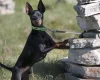 English Toy Terrier