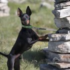 English Toy Terrier