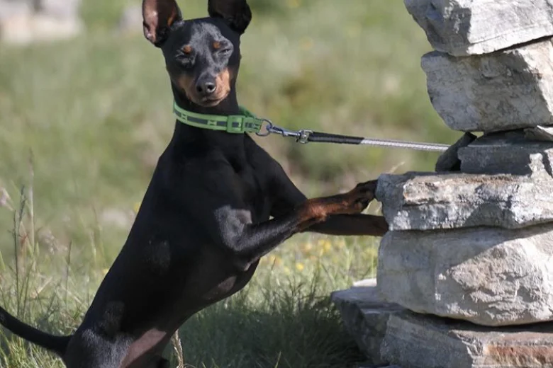 English Toy Terrier