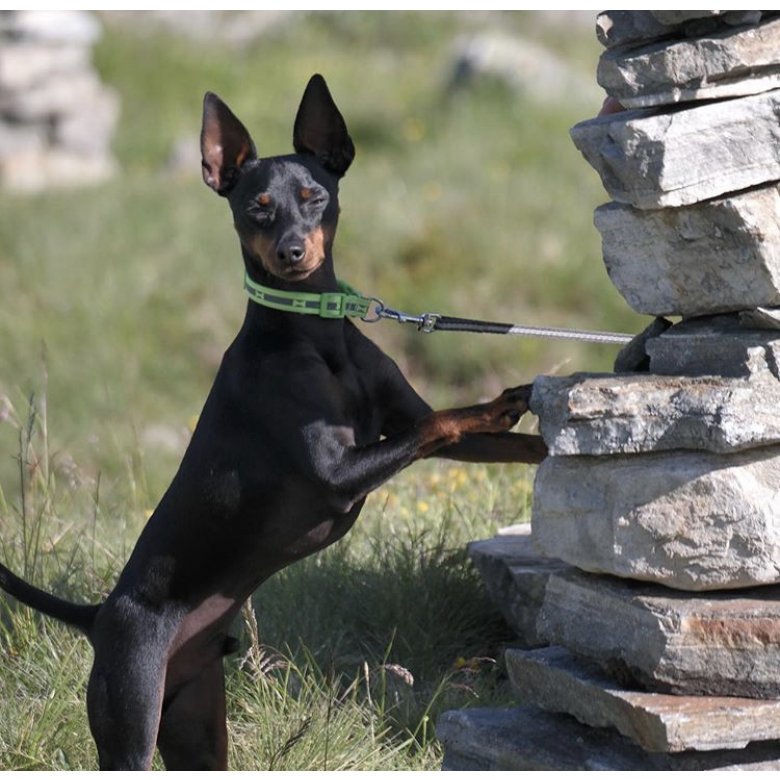 English Toy Terrier