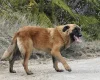 Estrela Mountain Dog