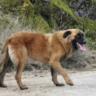 Estrela Mountain Dog