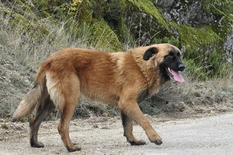 Estrela Mountain Dog