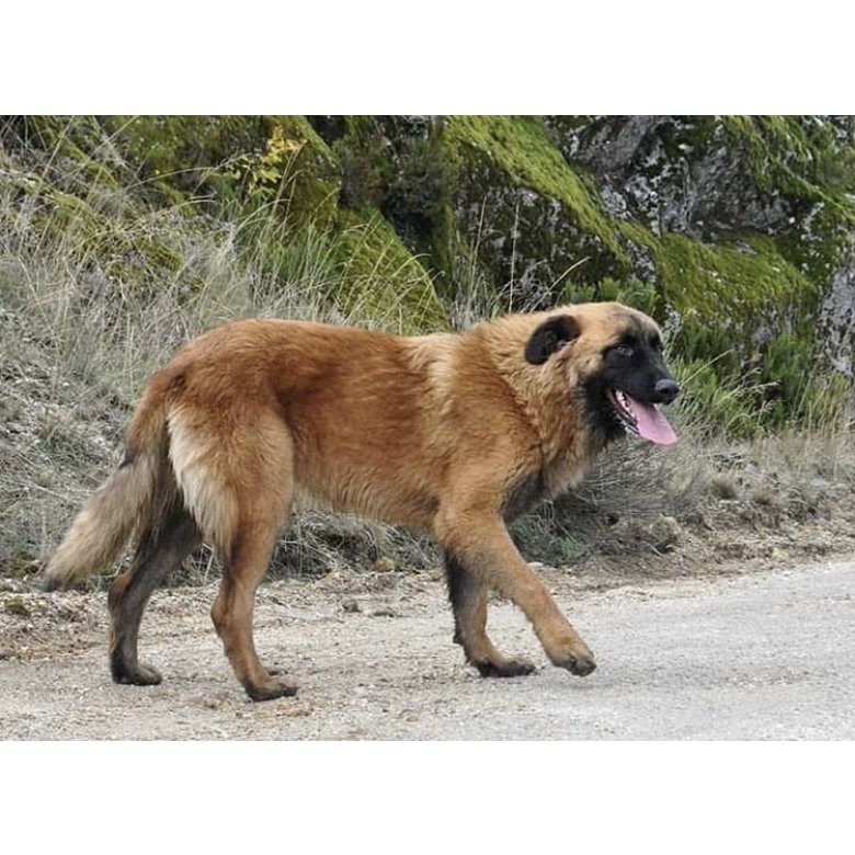 Estrela Mountain Dog