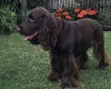 Field Spaniel