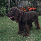 Field Spaniel