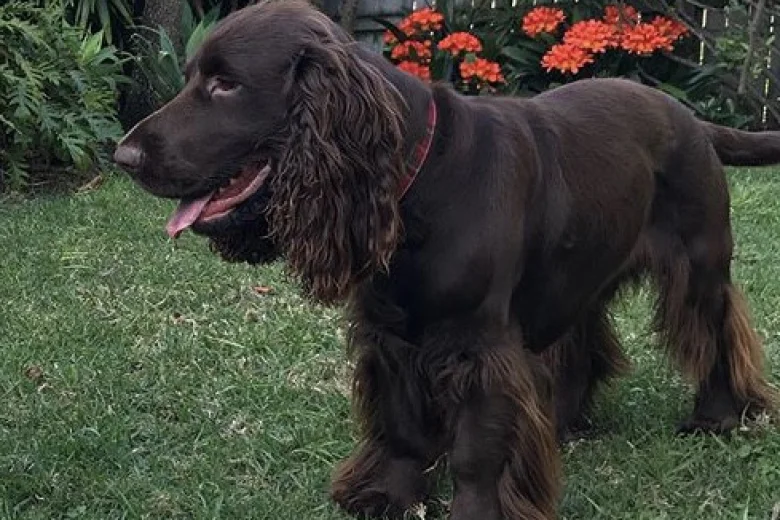 Field Spaniel
