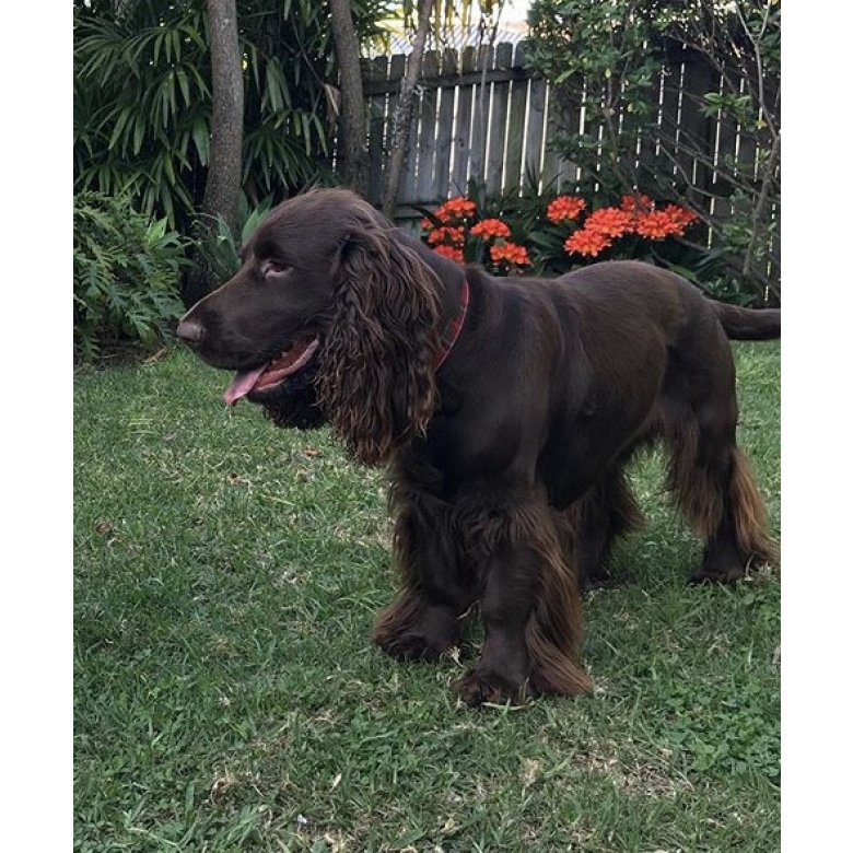 Field Spaniel