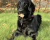 Flat Coated Retriever