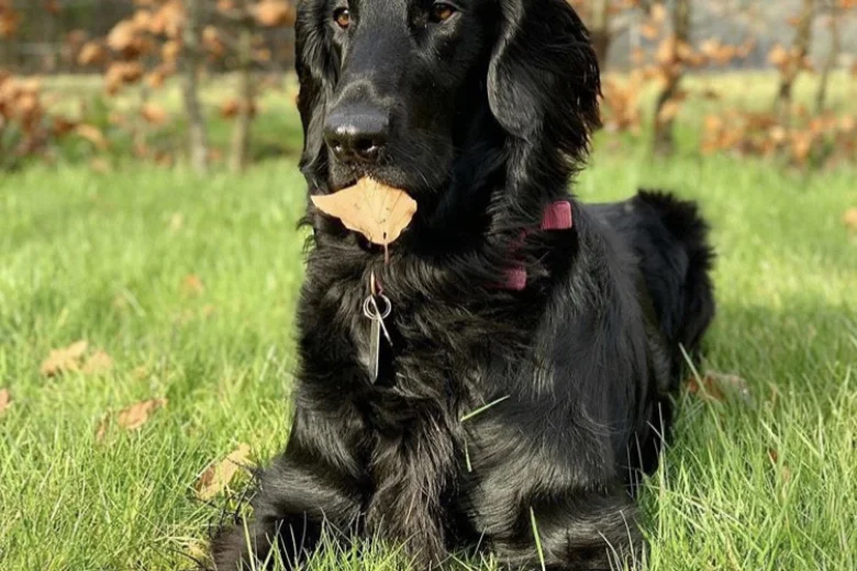 Flat Coated Retriever