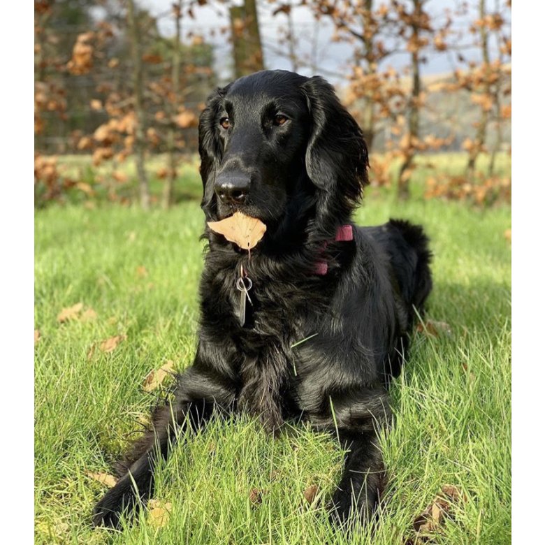 Flat Coated Retriever