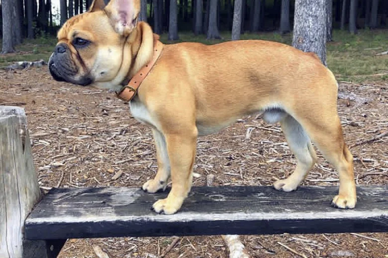 French Bulldog