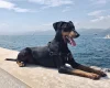 German Pinscher