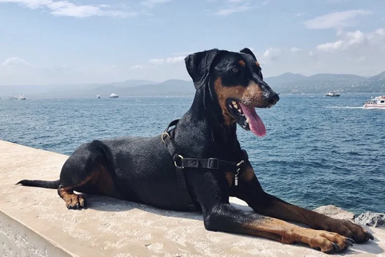 German Pinscher