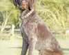 German Pointer