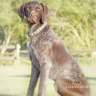 German Pointer