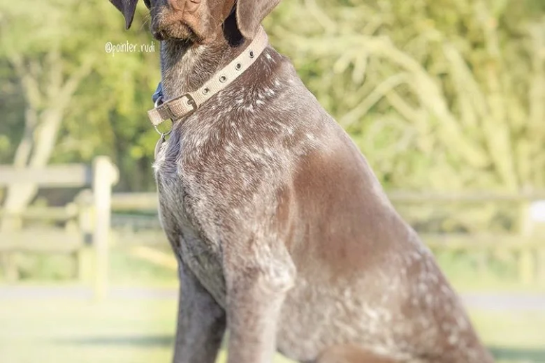 German Pointer
