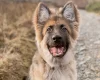 German Shepherd (Alsatian)