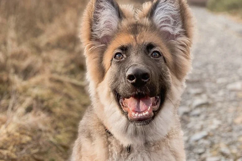 German Shepherd (Alsatian)