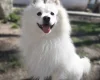 German Spitz (Mittel)
