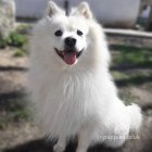 German Spitz