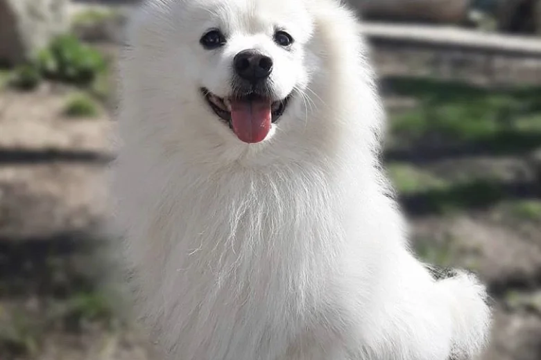 German Spitz (Mittel)