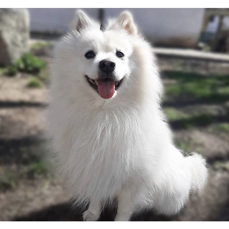 German Spitz