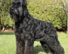Giant Schnauzer